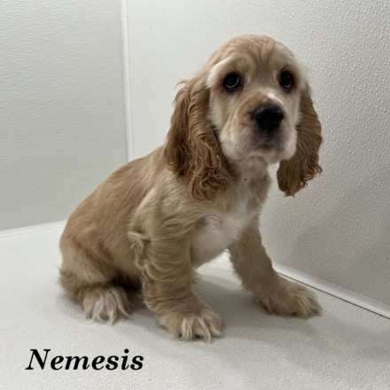puppy, for, sale, Cocker Spaniel, Joe & Cherri  Overlease, dog, breeder, Miller, MO, dog-breeder, puppy-for-sale, forsale, nearby, find, puppyfind, locator, puppylocator, aca